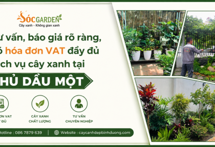Báo giá dịch vụ cây xanh có VAT ở Thủ Dầu Một
