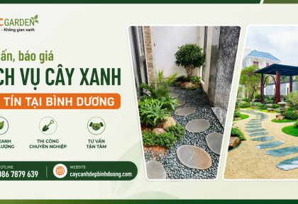 Tư vấn, báo giá dịch vụ cây xanh uy tín ở Bình Dương