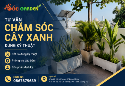 Tư vấn chăm sóc cây xanh đúng kỹ thuật