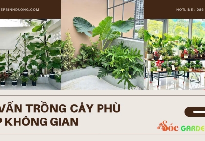 Tư vấn trồng cây phù hợp không gian