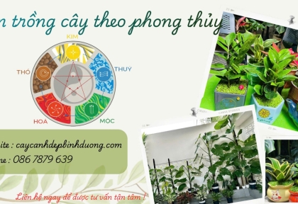 Tư vấn trồng cây phong thủy