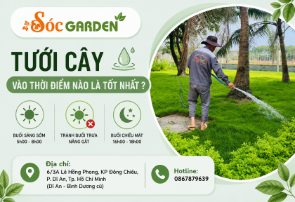 Tưới cây vào thời điểm nào là tốt nhất ?