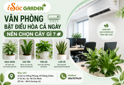 Văn phòng bật điều hòa cả ngày nên chọn cây gì ?