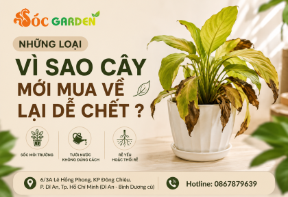 Vì sao cây mới mua về lại dễ chết ?