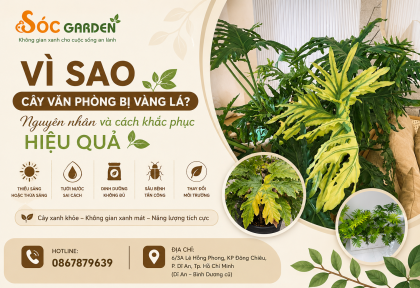 Vì sao cây văn phòng bị vàng lá ? Nguyên nhân và cách xử lý hiệu quả