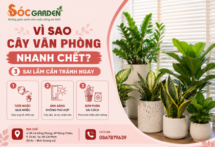 Vì sao cây văn phòng nhanh chết ? 3 sai lầm cần tránh ngay
