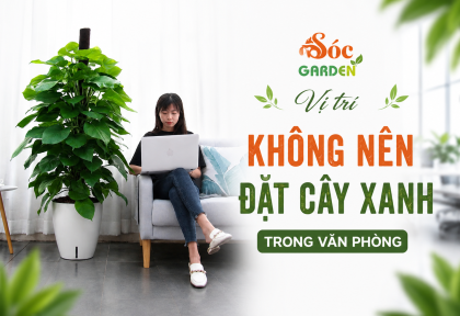 Vị trí không nên đặt cây xanh trong văn phòng
