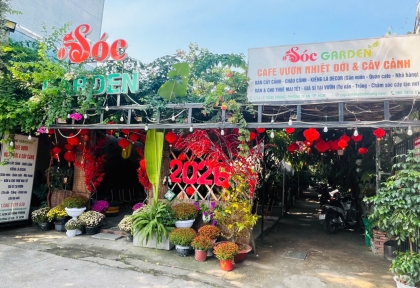 Nhận Chăm Sóc Mai Vàng Sau Tết Nhà Vườn Uy Tín tại Dĩ An