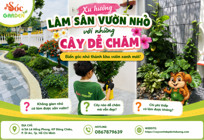 Xu hướng làm sân vườn nhỏ với những cây dễ chăm