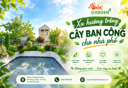 Xu hướng trồng Cây Ban Công cho nhà phố 