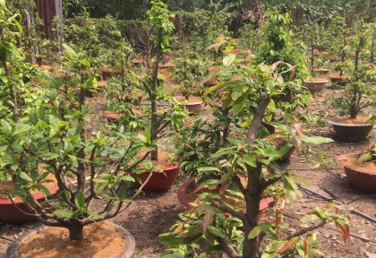 Bổ Sung Combi Vi Lượng Giúp Chồi Mai Vàng Vươn Khỏe, Mập Chồi, Lá Xanh Mượt