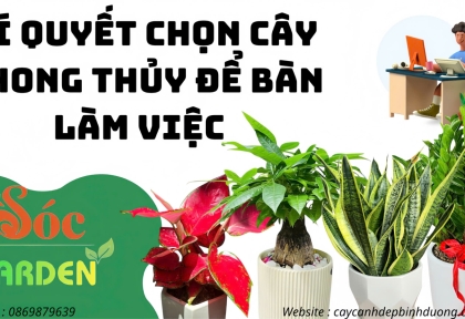 Bí quyết phối cây để bàn giúp tinh thần sáng tạo