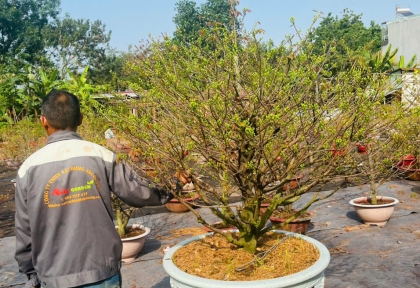 Chăm Sóc Mai Vàng Uy Tín