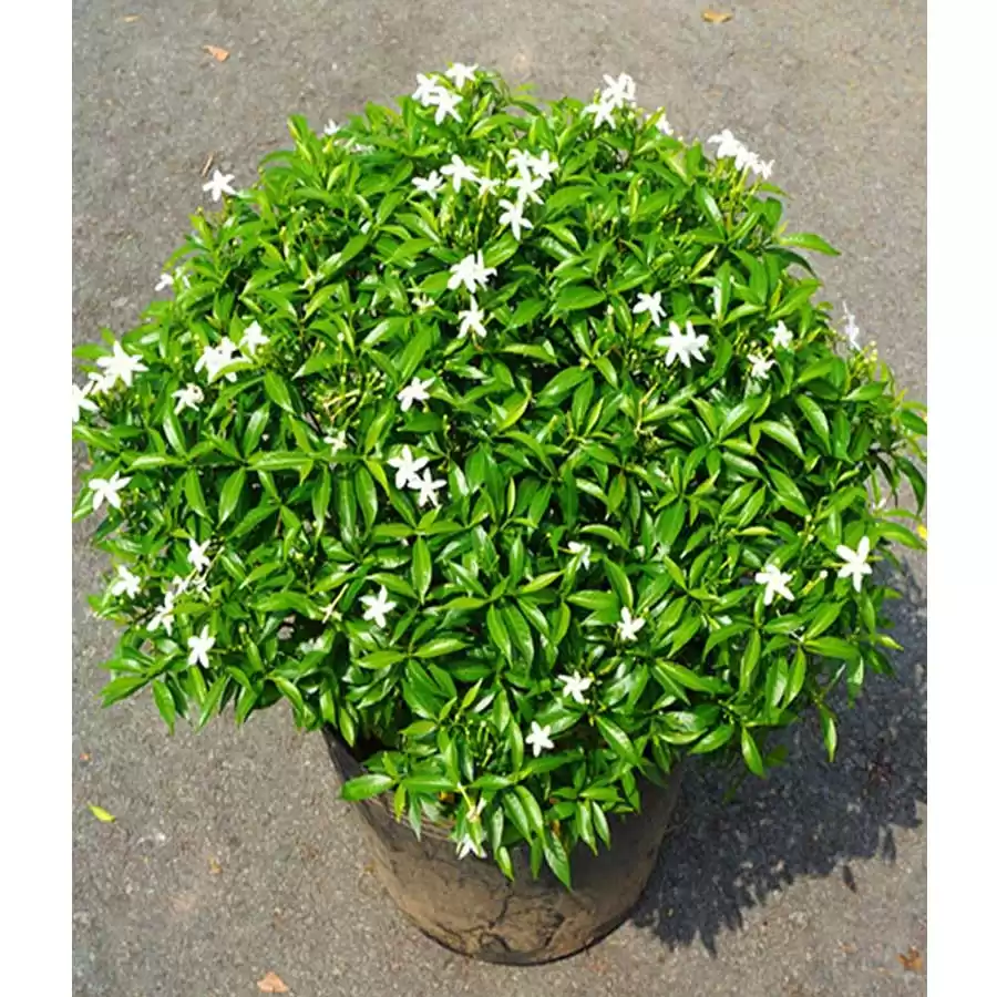 Cây Hoa Mai Vạn Phúc: Vẻ Đẹp Thanh Nhã Và Phong Thủy Tốt Lành