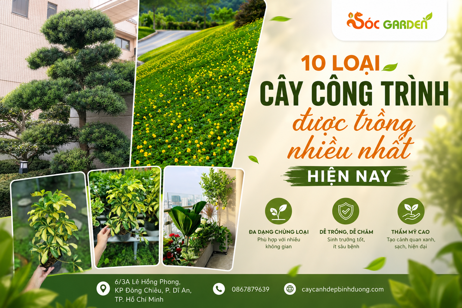 10 loại cây công trình được trồng nhiều nhất hiện nay
