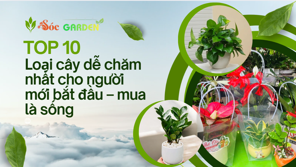 10 loại cây dễ chăm nhất cho người mới