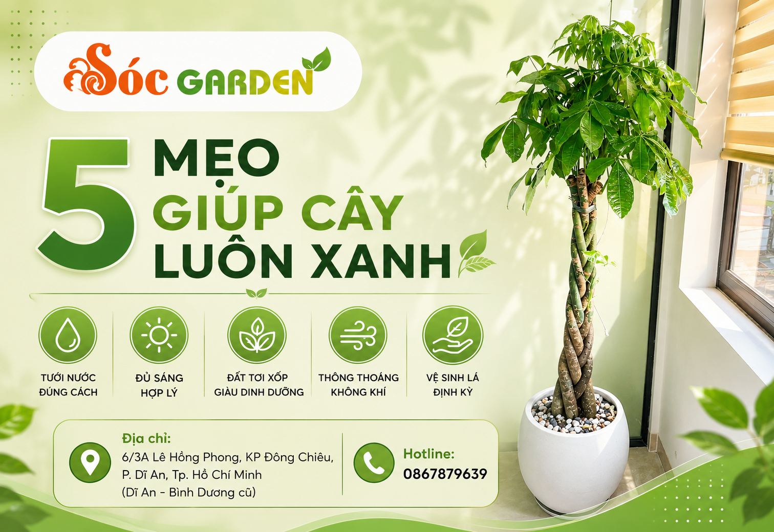 5 mẹo giúp cây luôn xanh