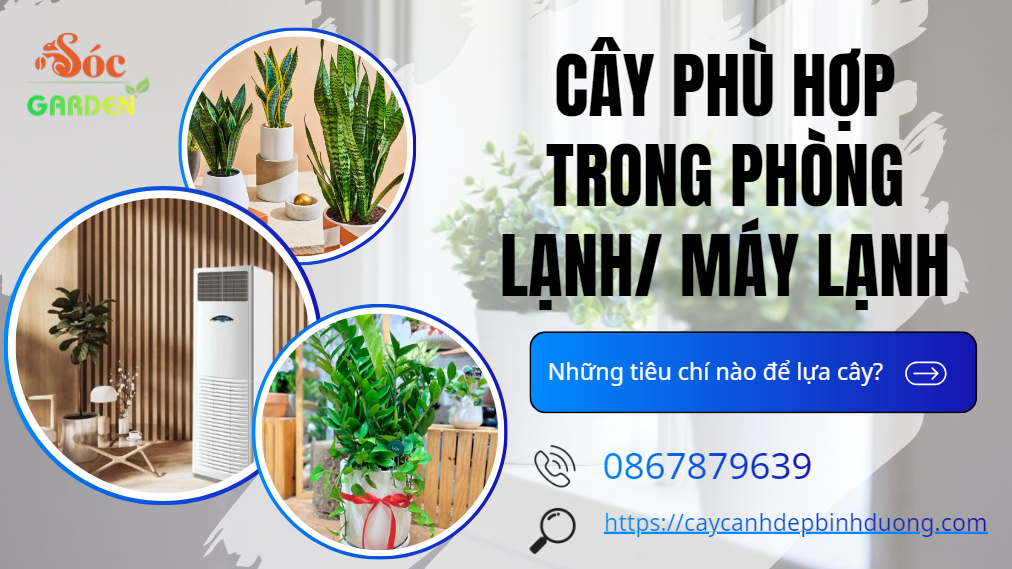Cây phù hợp đặt trong phòng lạnh/máy lạnh