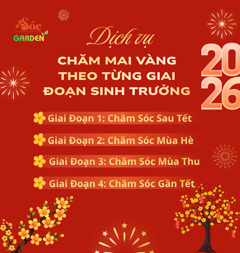 Dịch Vụ Chăm Mai Từng Giai Đoạn Sinh Trưởng
