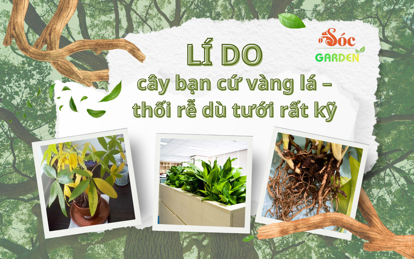 Lý do cây của bạn cứ vàng lá hoặc thối rễ 