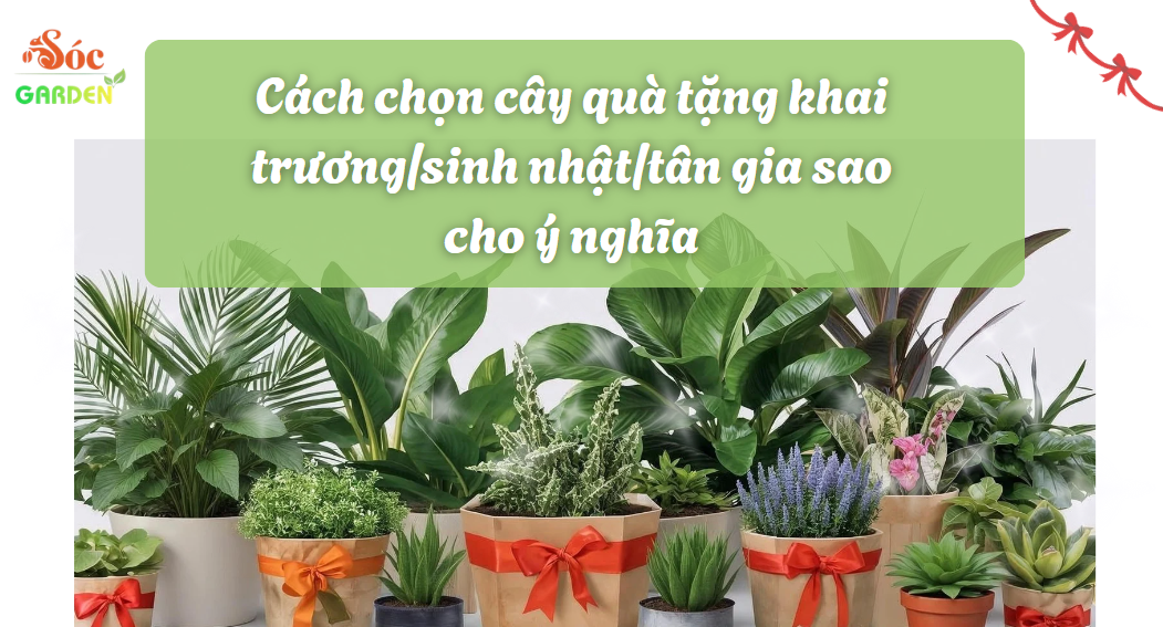 Cách chọn cây quà tặng khai trương/sinh nhật/tân gia 