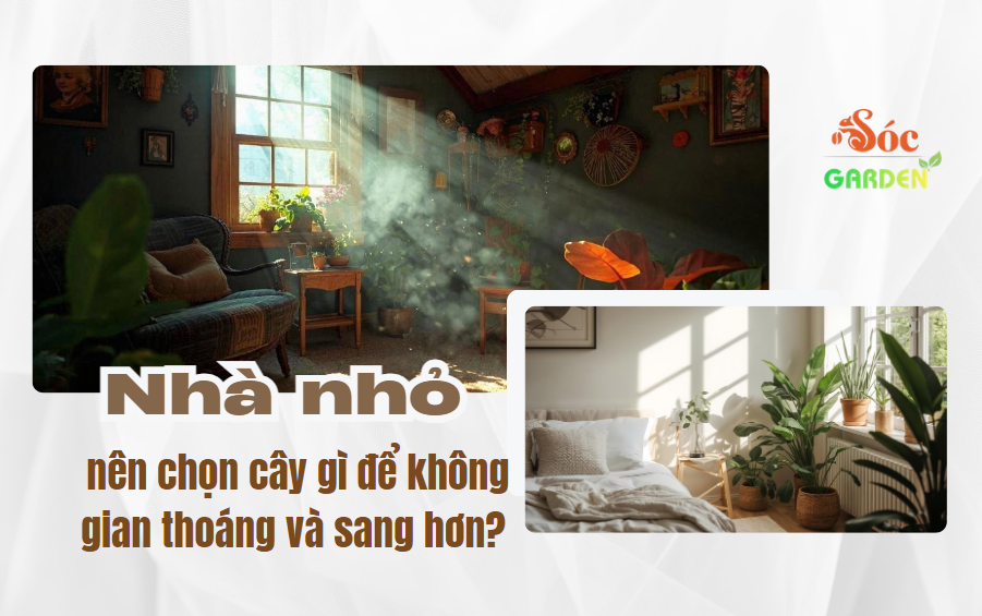 Nhà nhỏ nên chọn cây gì để không gian thoáng hơn?