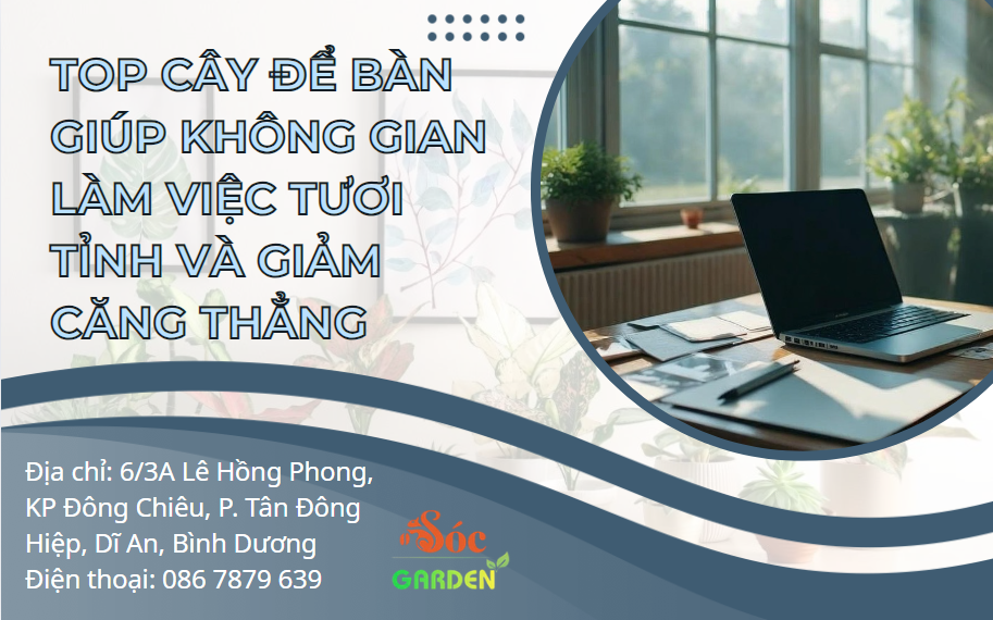 Top cây để bàn giúp không gian làm việc tươi tỉnh