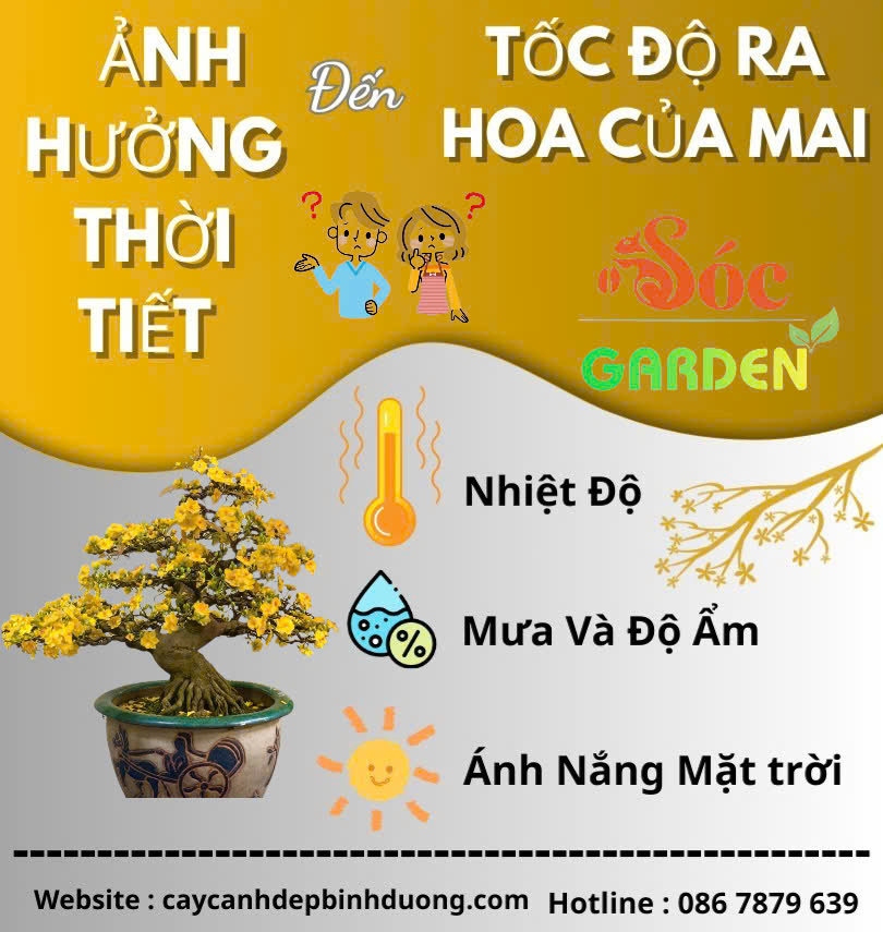 Chăm sóc mai Tết