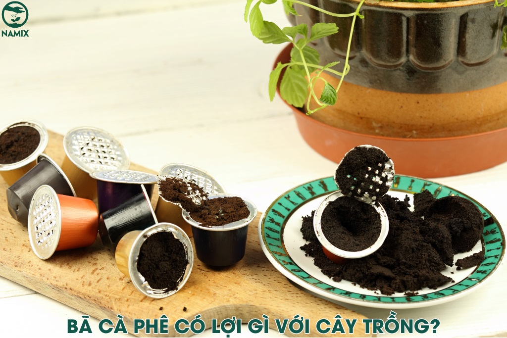 Tái chế bã cafe làm phân bón hữu cơ tại nhà