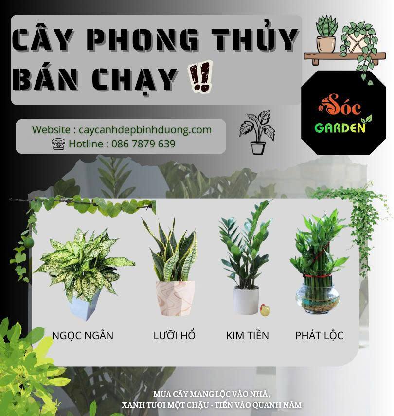 Cây phong thuỷ bán chạy 