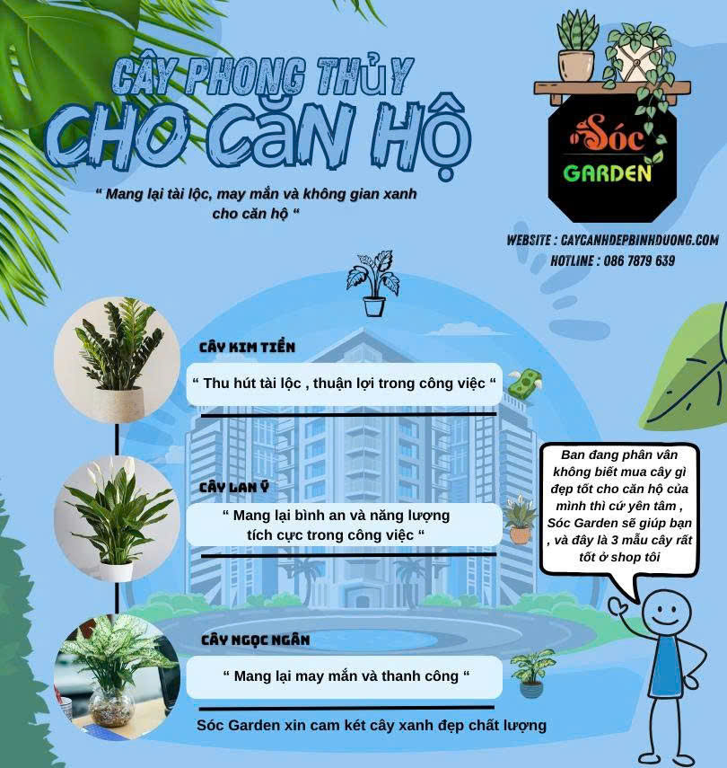 Cây phong thuỷ cho căn hộ