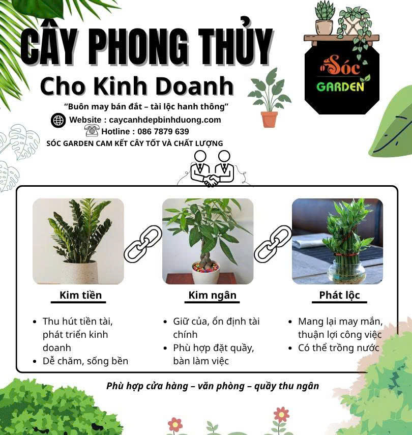 Cây phong thuỷ cho kinh doanh 