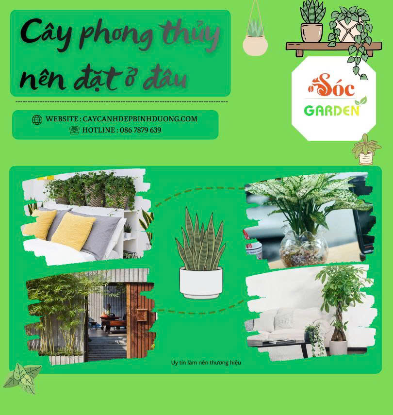 Cây phong thuỷ nên đặt ở đâu 