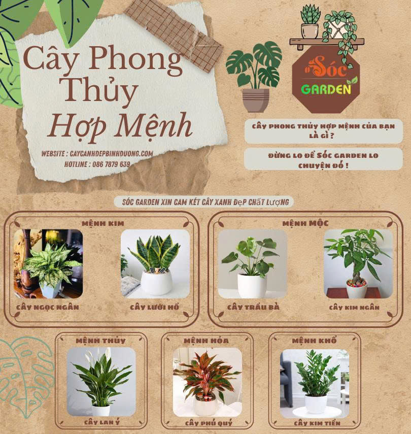 Cây phong thủy hợp mệnh