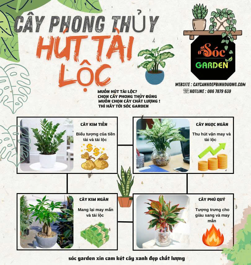 Cây phong thủy hút tài lộc