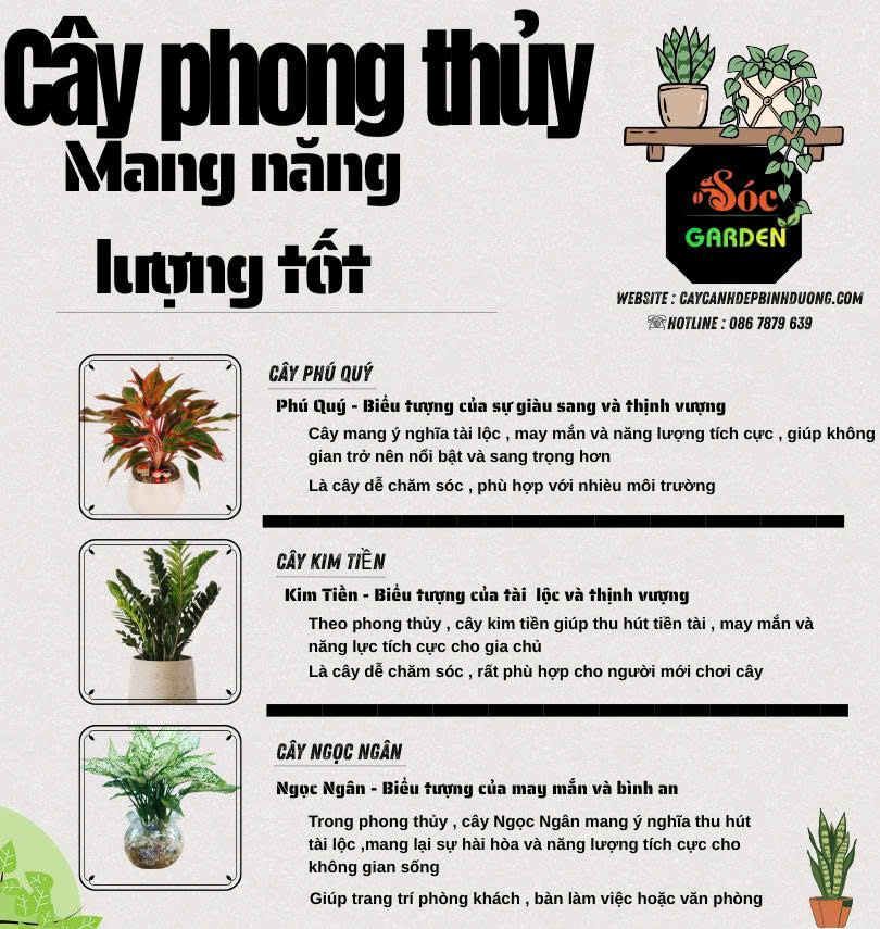 Cây phong thủy mang năng lượng tốt