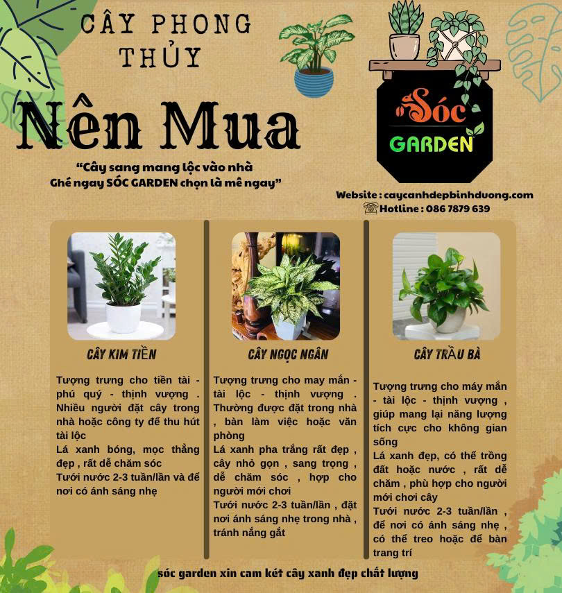 Cây phong thuỷ nên mua