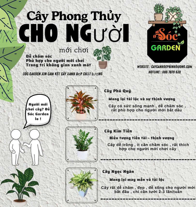 Cây phong thuỷ cho người mới chơi
