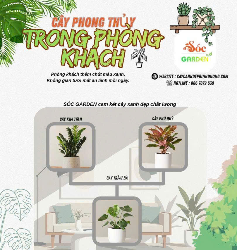 Cây phong thuỷ trong phòng khách