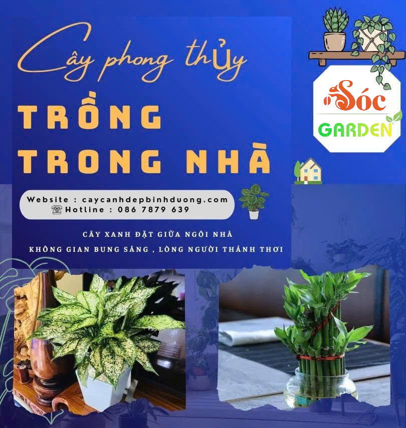 Cây phong thuỷ nên trồng trong nhà 