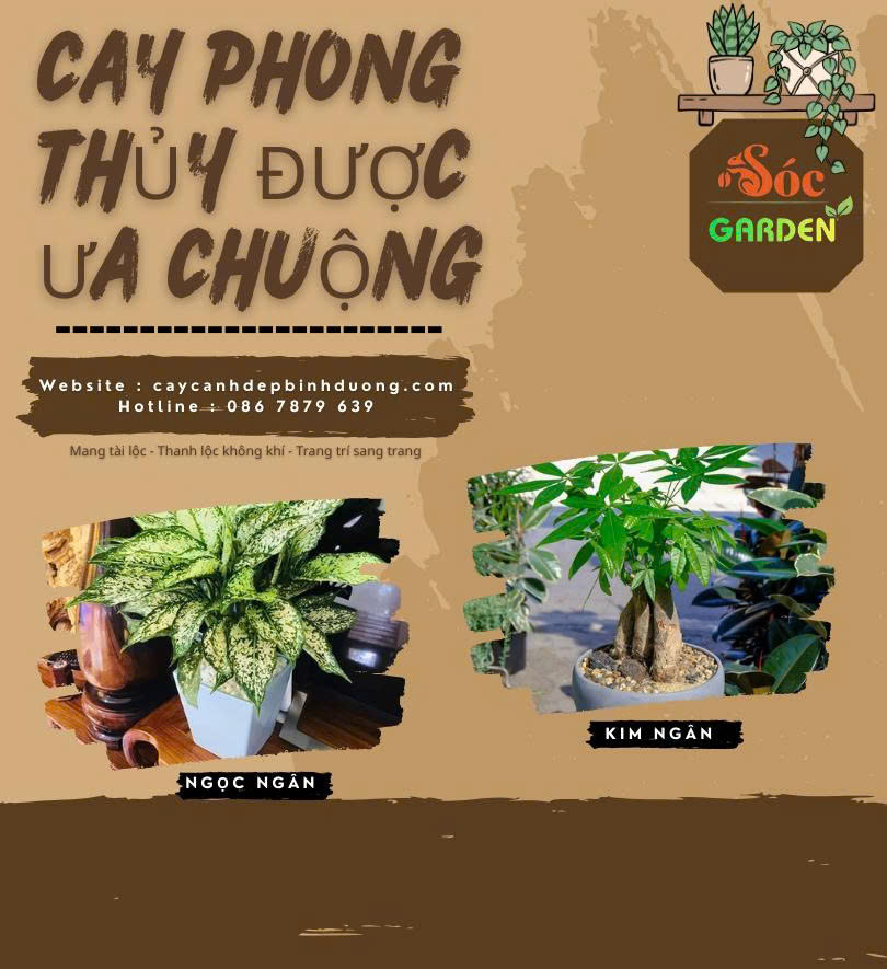 Cây phong thủy được ưa chuộng