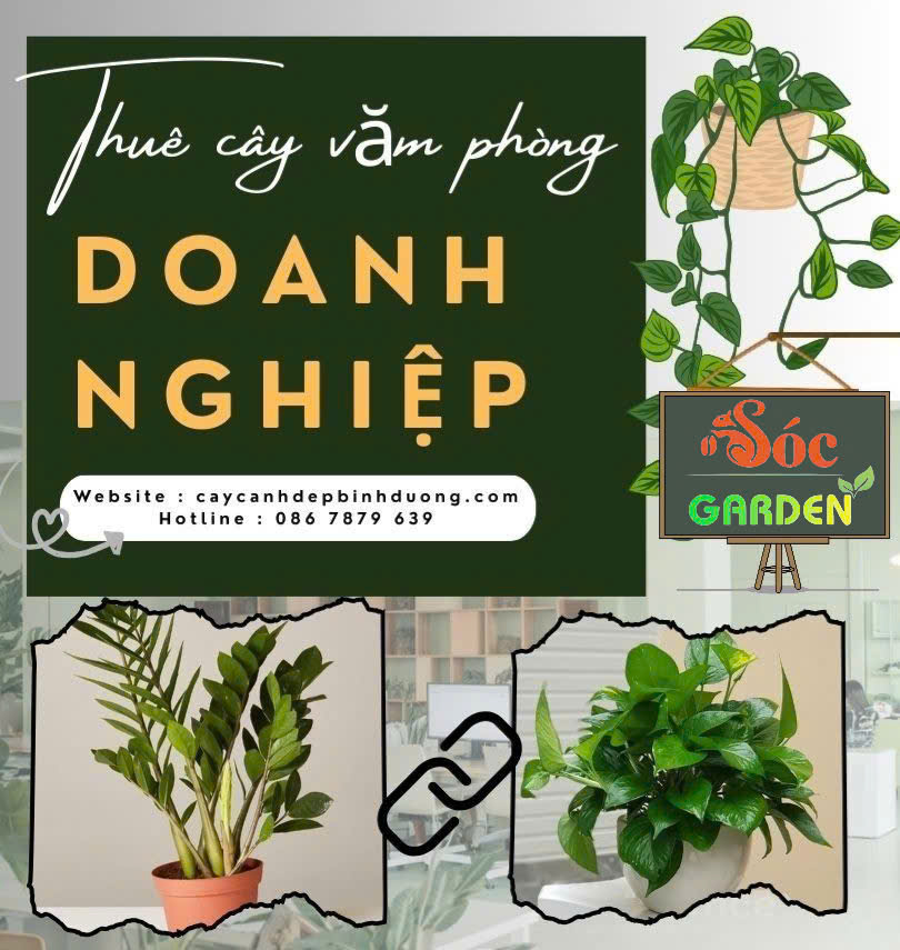 Cho thuê cây văn phòng cho doanh nghiệp