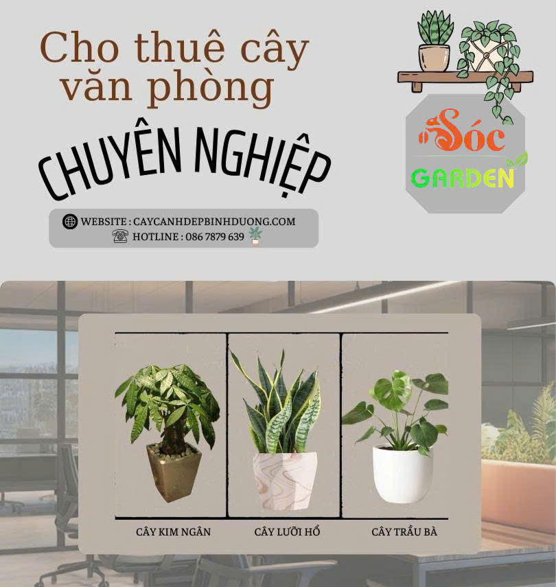 Cho thuê cây văn phòng 