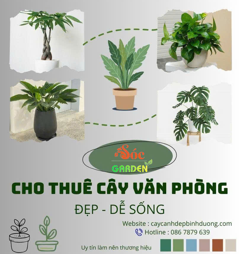 Cho thuê cây văn phòng