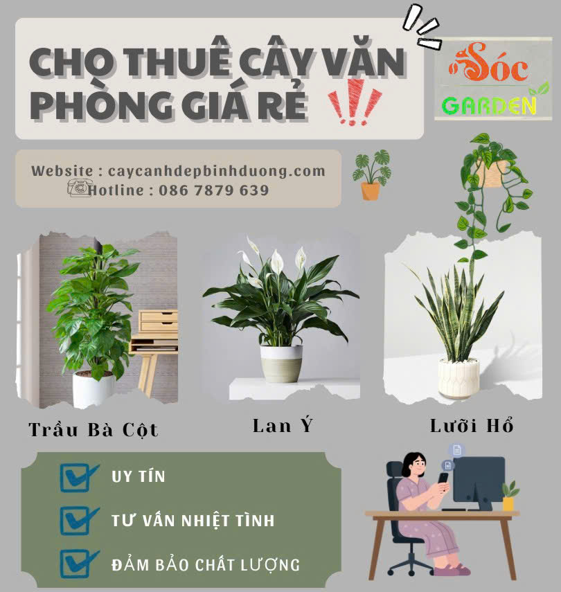 Cho thuê cây văn phòng giá rẻ