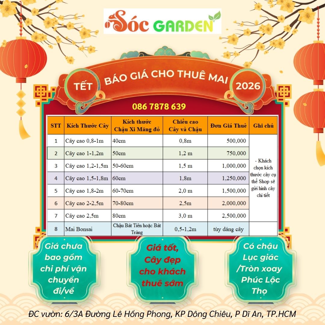 Thuê Mai Tết Giá Thuê Mai Tết 2026
