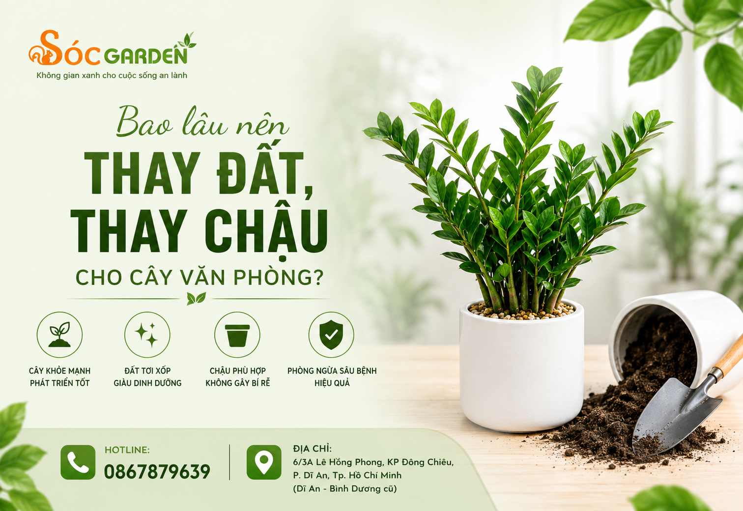 Bao lâu nên thay đất, thay chậu cho cây văn phòng?