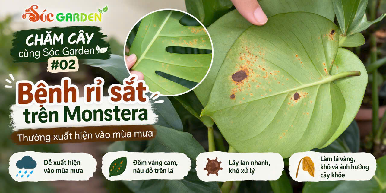 Bệnh rỉ sắt trên Monstera vào mùa mưa