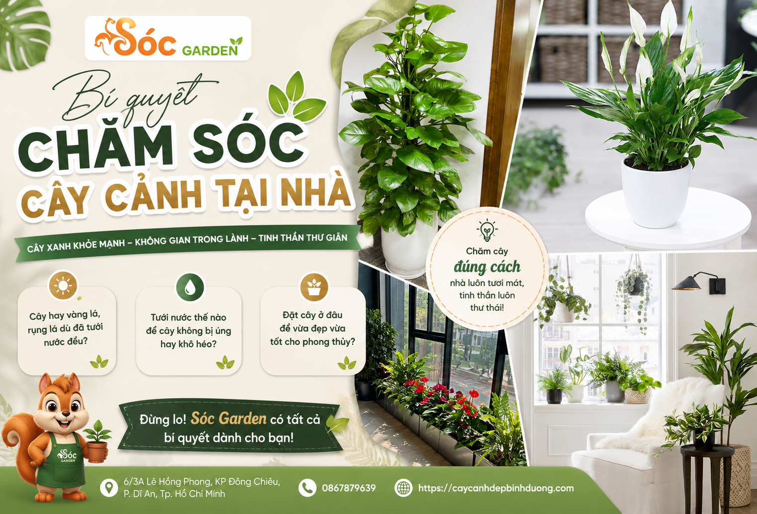 Bí quyết chăm sóc cây cảnh tại nhà