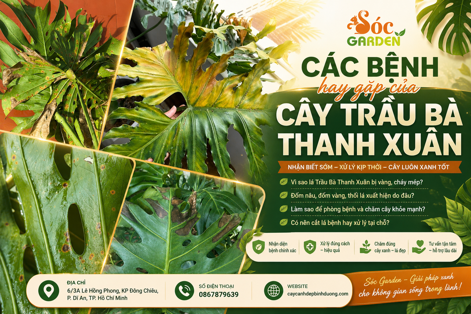 Các bệnh hay gặp của Cây Trầu Bà Thanh Xuân-Trầu Bà lá xẻ